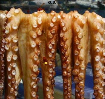 Φωτογραφίες απο τον Γιώργο Στείρο